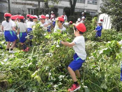 芋掘り (2)